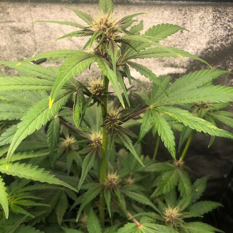 Purple Punch growlog timeline photo