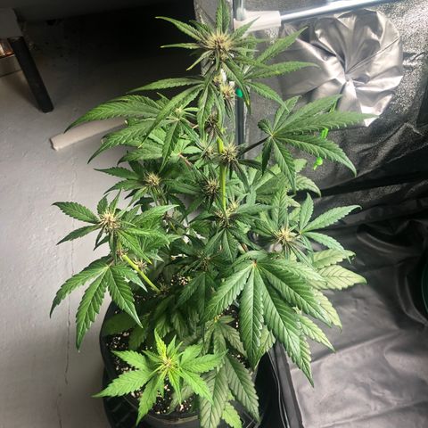 Purple Punch growlog timeline photo