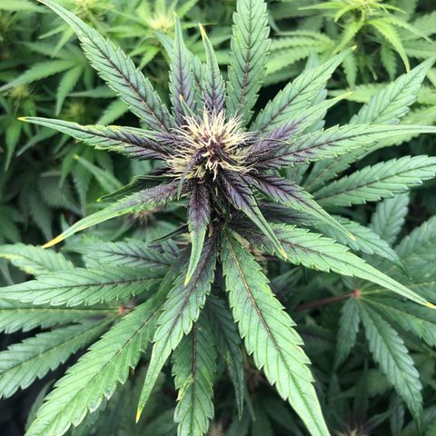 Purple Punch growlog timeline photo