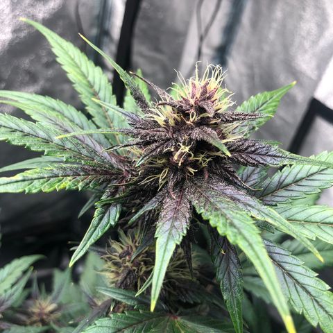 Purple Punch growlog timeline photo