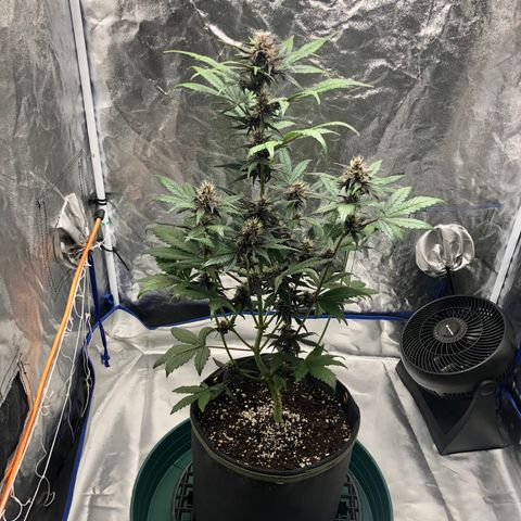 Purple Punch growlog timeline photo