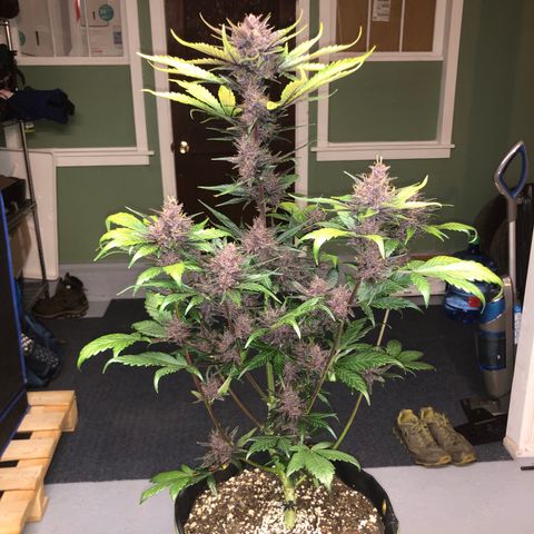 Purple Punch growlog timeline photo