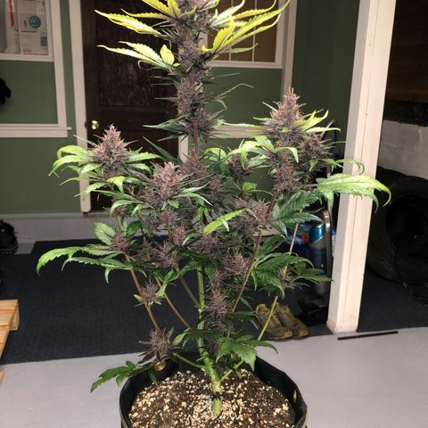 Purple Punch growlog timeline photo