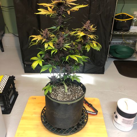 Purple Punch growlog timeline photo