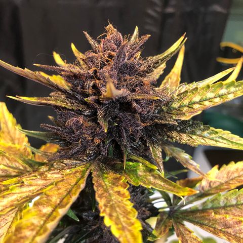 Purple Punch growlog timeline photo