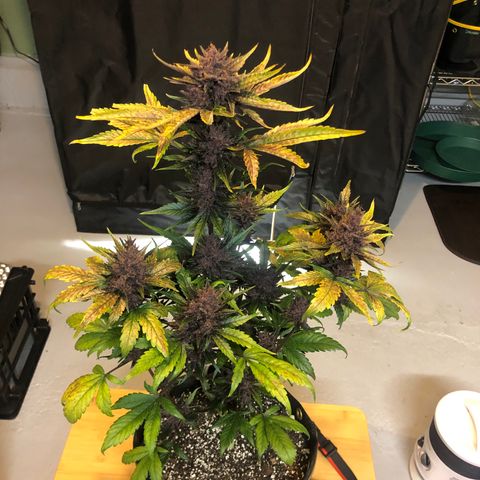 Purple Punch growlog timeline photo
