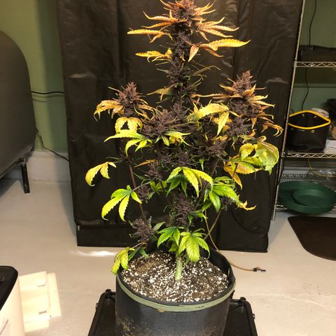 Purple Punch growlog timeline photo