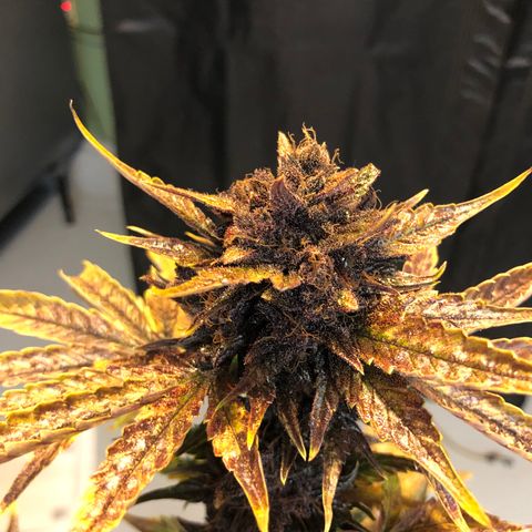 Purple Punch growlog timeline photo