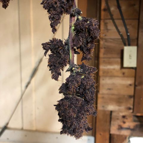 Purple Punch growlog timeline photo