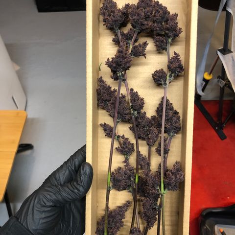 Purple Punch growlog timeline photo
