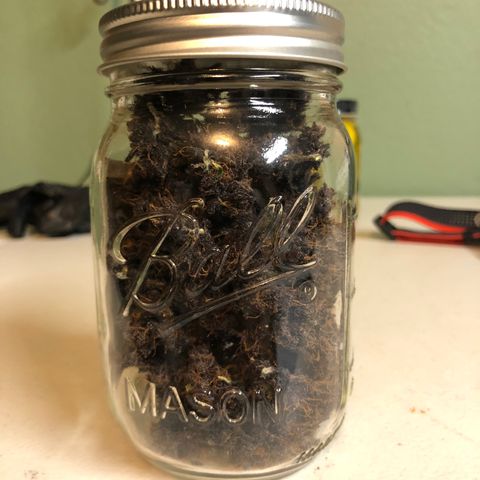 Purple Punch growlog photo: 23g…not bad for a little mutant plant