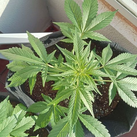 Afghanistan - Indica growlog photo: Auto flowering seed not found in the list. Sweet Seeds https://sweetseeds.es/en/autoflowering-seeds/582-sad-sweet-afgani-delicious-auto.html 