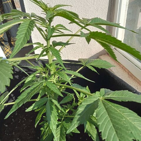 Afghanistan - Indica growlog photo: Auto flowering seed not found in the list. Sweet Seeds https://sweetseeds.es/en/autoflowering-seeds/582-sad-sweet-afgani-delicious-auto.html 