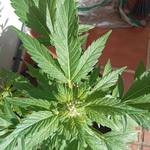 Afghanistan - Indica growlog timeline photo