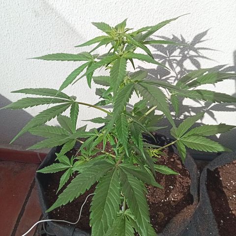 Afghanistan - Indica growlog timeline photo