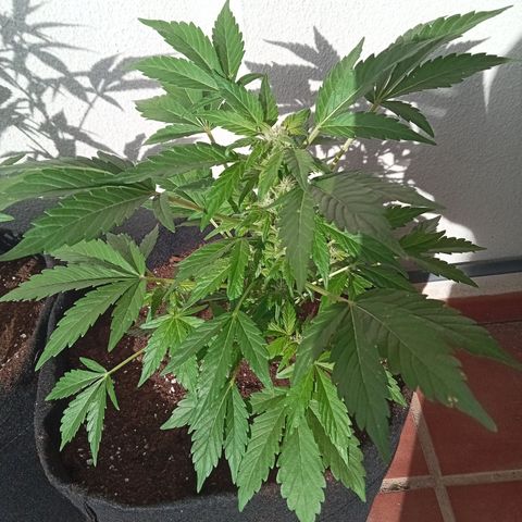 Afghanistan - Indica growlog timeline photo