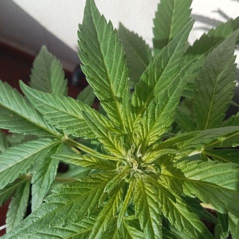 Afghanistan - Indica growlog timeline photo
