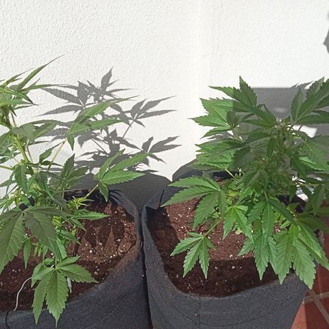 Afghanistan - Indica growlog photo: Same germination, environment for taller airy one was supplemented with led lights for 6 hours for three weeks as a seedling before the setup gave out. I am fascinated by my first grow and the differences between two of the same strain.