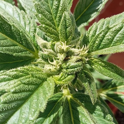 Afghanistan - Indica growlog timeline photo