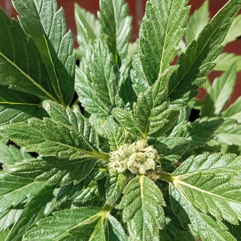 Afghanistan - Indica growlog timeline photo