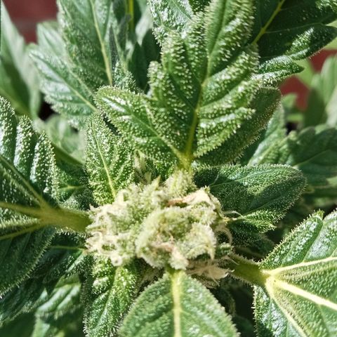 Afghanistan - Indica growlog timeline photo