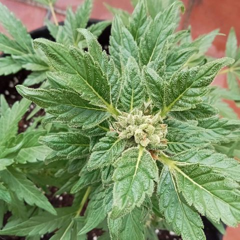 Afghanistan - Indica growlog timeline photo