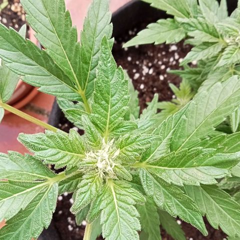 Afghanistan - Indica growlog timeline photo