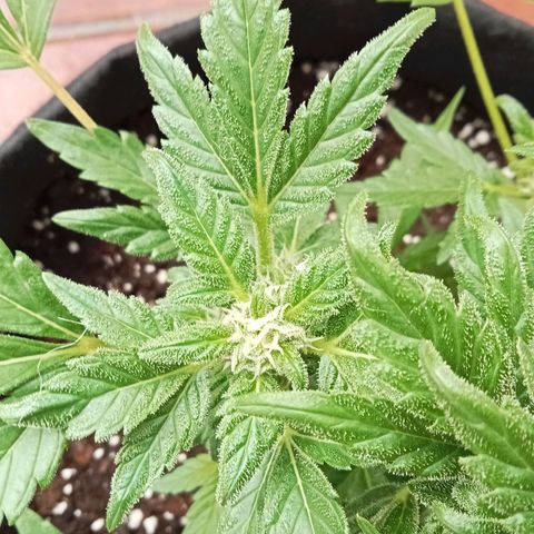 Afghanistan - Indica growlog timeline photo