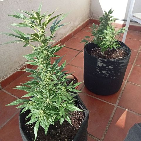 Afghanistan - Indica growlog timeline photo