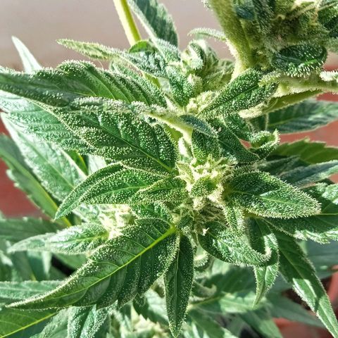 Afghanistan - Indica growlog timeline photo