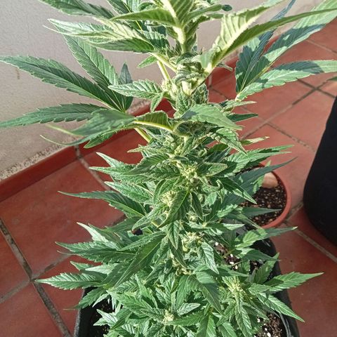 Afghanistan - Indica growlog timeline photo