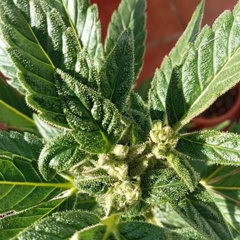 Afghanistan - Indica growlog timeline photo