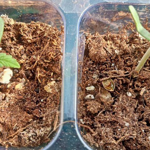 Kritikal Bilbo growlog timeline photo