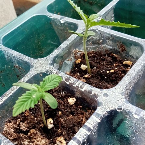 Kritikal Bilbo growlog timeline photo