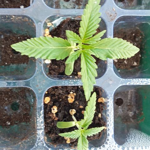 Kritikal Bilbo growlog timeline photo
