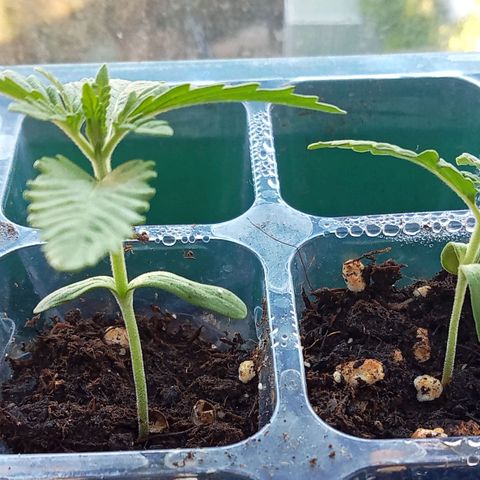 Kritikal Bilbo growlog timeline photo