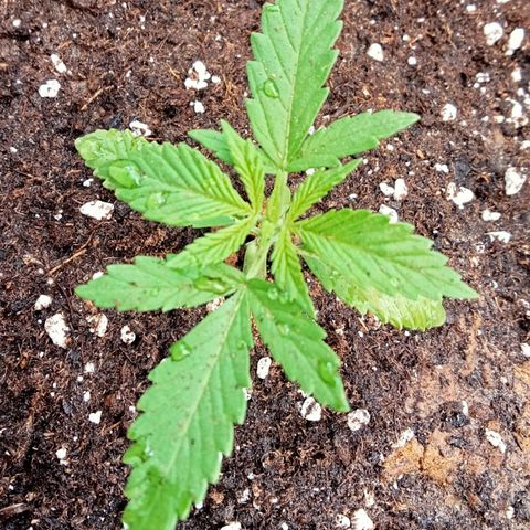 Kritikal Bilbo growlog timeline photo