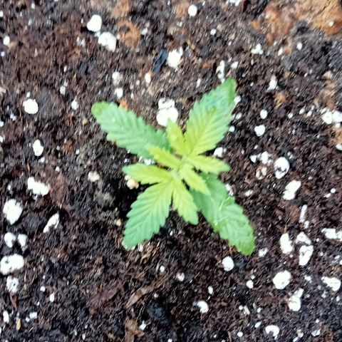 Kritikal Bilbo growlog timeline photo