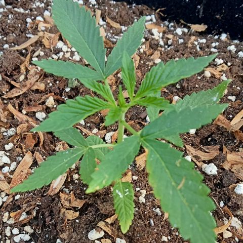 Kritikal Bilbo growlog timeline photo