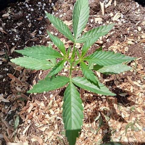 Kritikal Bilbo growlog timeline photo