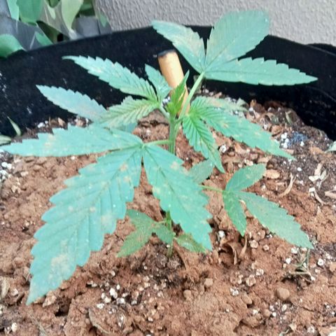 Kritikal Bilbo growlog timeline photo