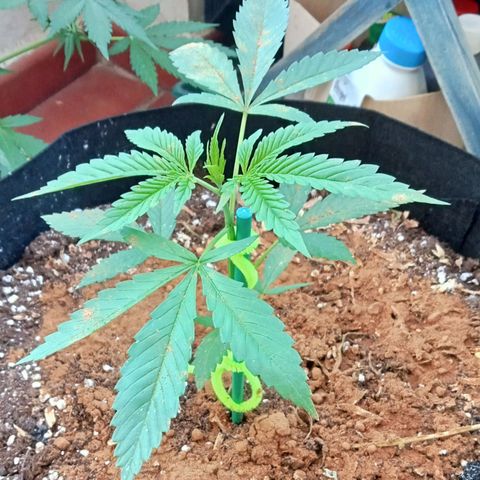 Kritikal Bilbo growlog timeline photo
