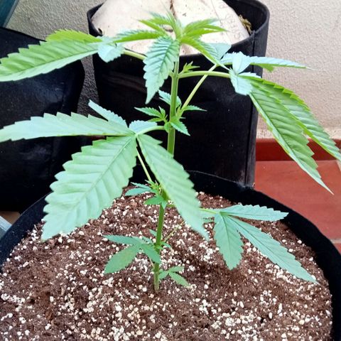 Kritikal Bilbo growlog timeline photo
