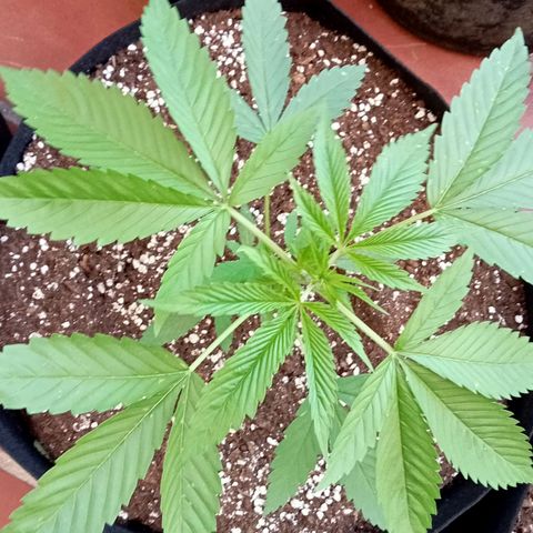 Kritikal Bilbo growlog timeline photo