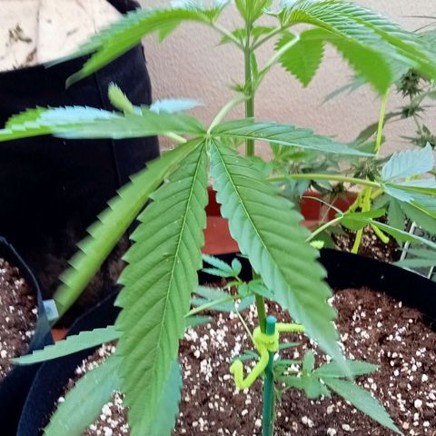Kritikal Bilbo growlog timeline photo