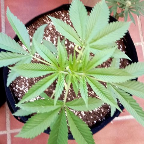 Kritikal Bilbo growlog timeline photo