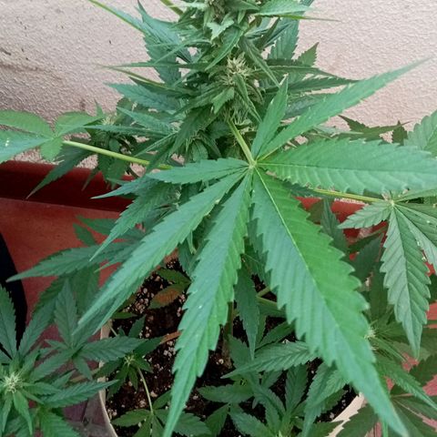 Kritikal Bilbo growlog timeline photo