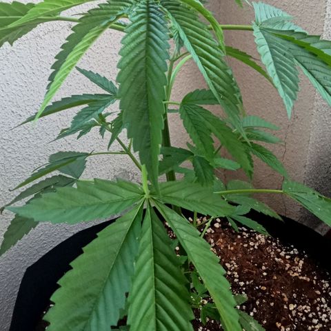 Kritikal Bilbo growlog timeline photo