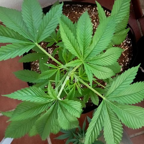 Kritikal Bilbo growlog timeline photo