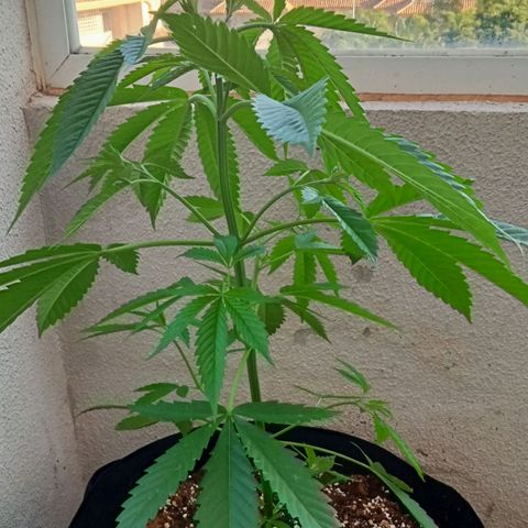 Kritikal Bilbo growlog timeline photo